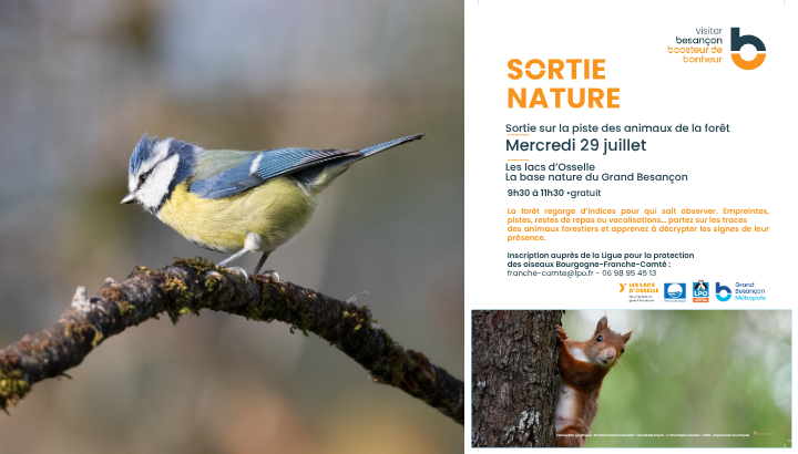 Sortie sur la piste des animaux de la forêt
